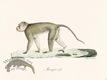 Cuvier 354 Male Macaque